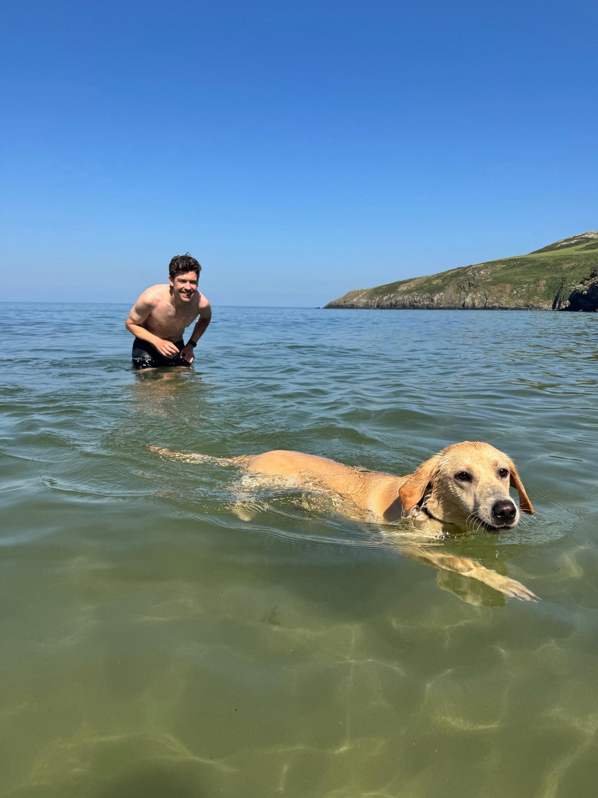 a dog swimming after a long walk
