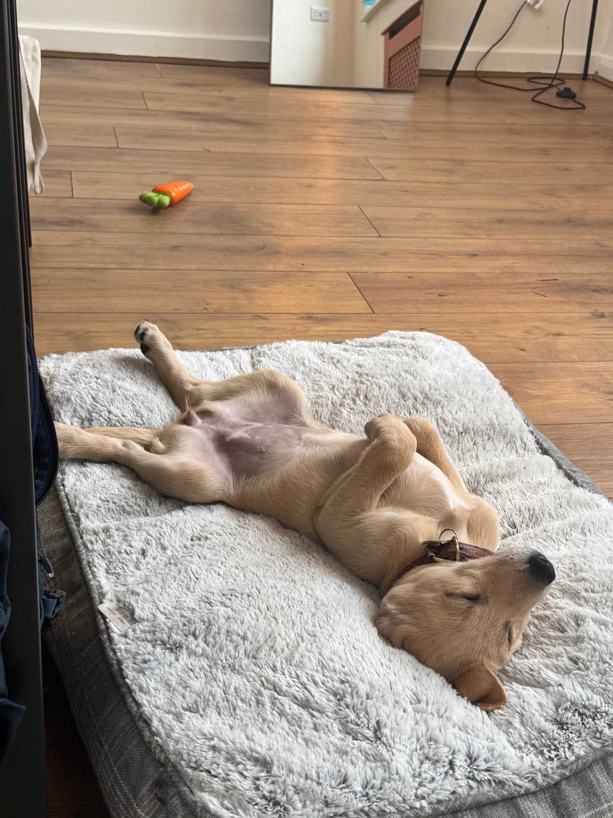a dog resting comfortably at home