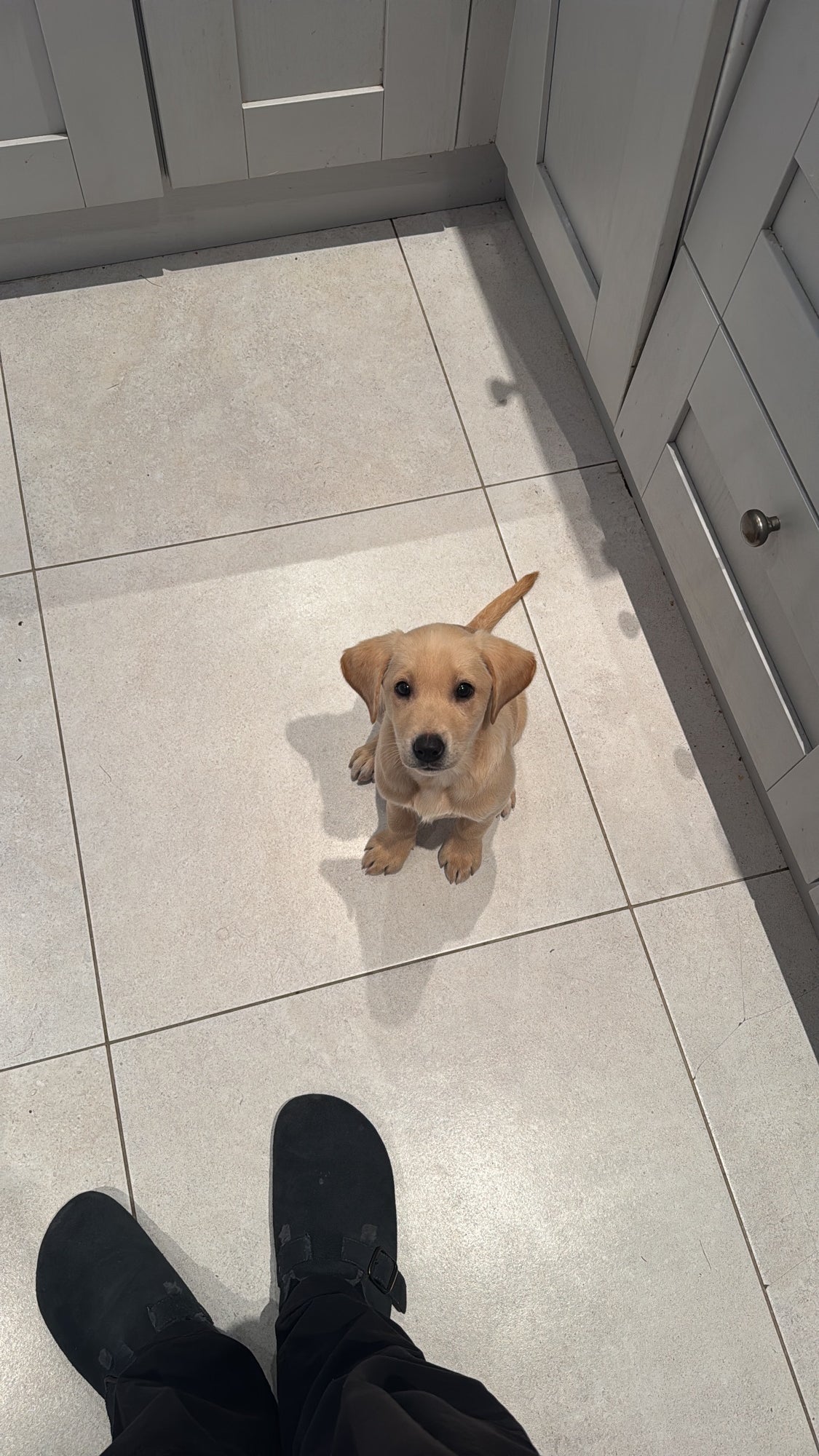 a dog looking up, ready for its daily chew